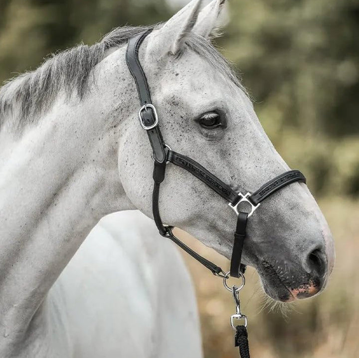 Adventskalender Für Pferdeliebhaber 2025 - 24 Überraschungen Für Reiter Und Pferd 5