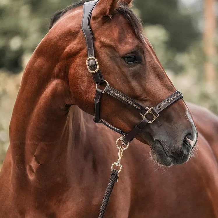 Adventskalender Für Pferdeliebhaber 2025 - 24 Überraschungen Für Reiter Und Pferd 6